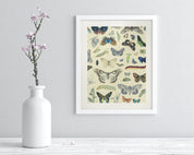 Butterfly Plate 1 Museum Print Cognitive Surplus