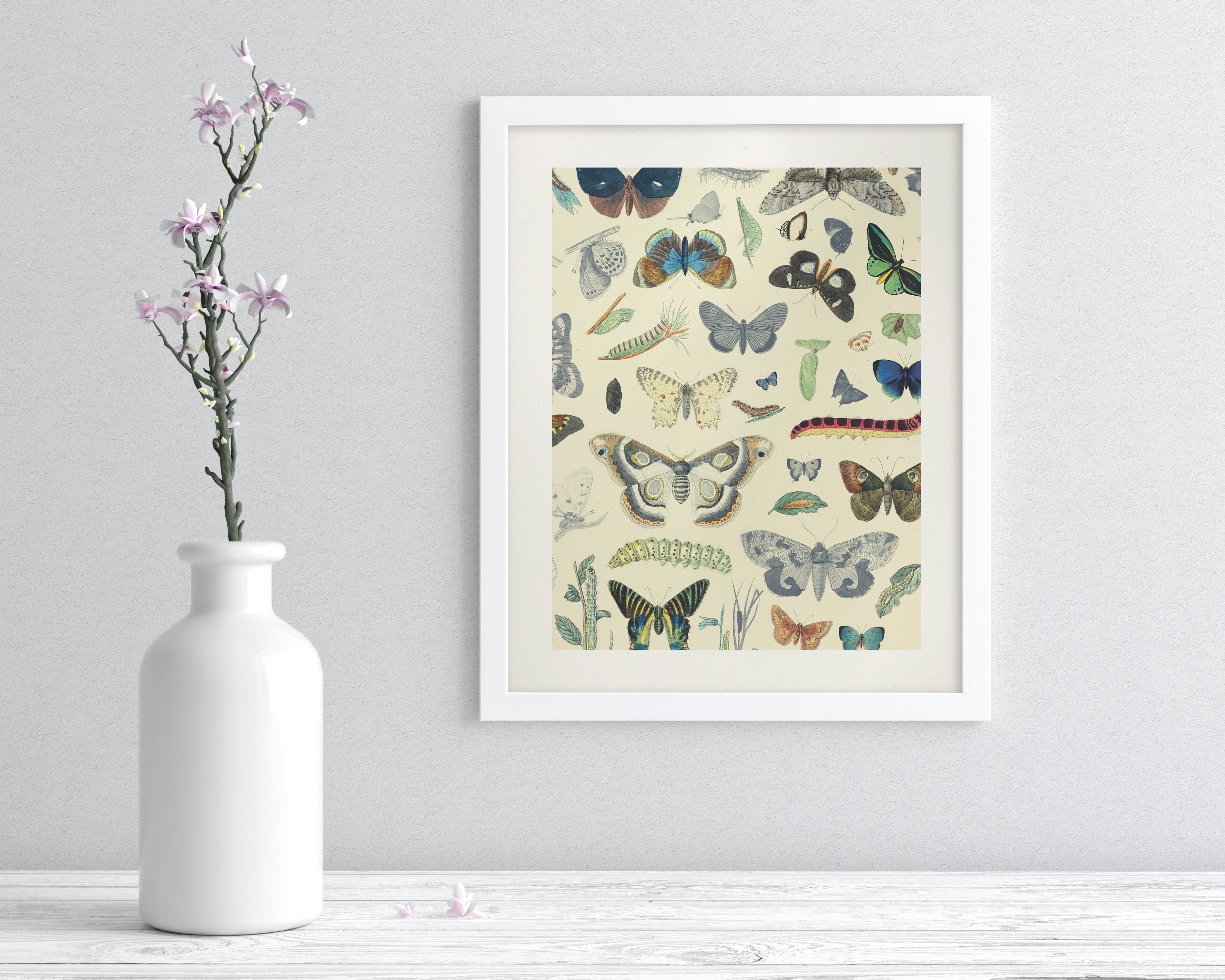 Butterfly Plate 1 Museum Print Cognitive Surplus