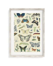 Butterfly Plate 1 Museum Print Cognitive Surplus
