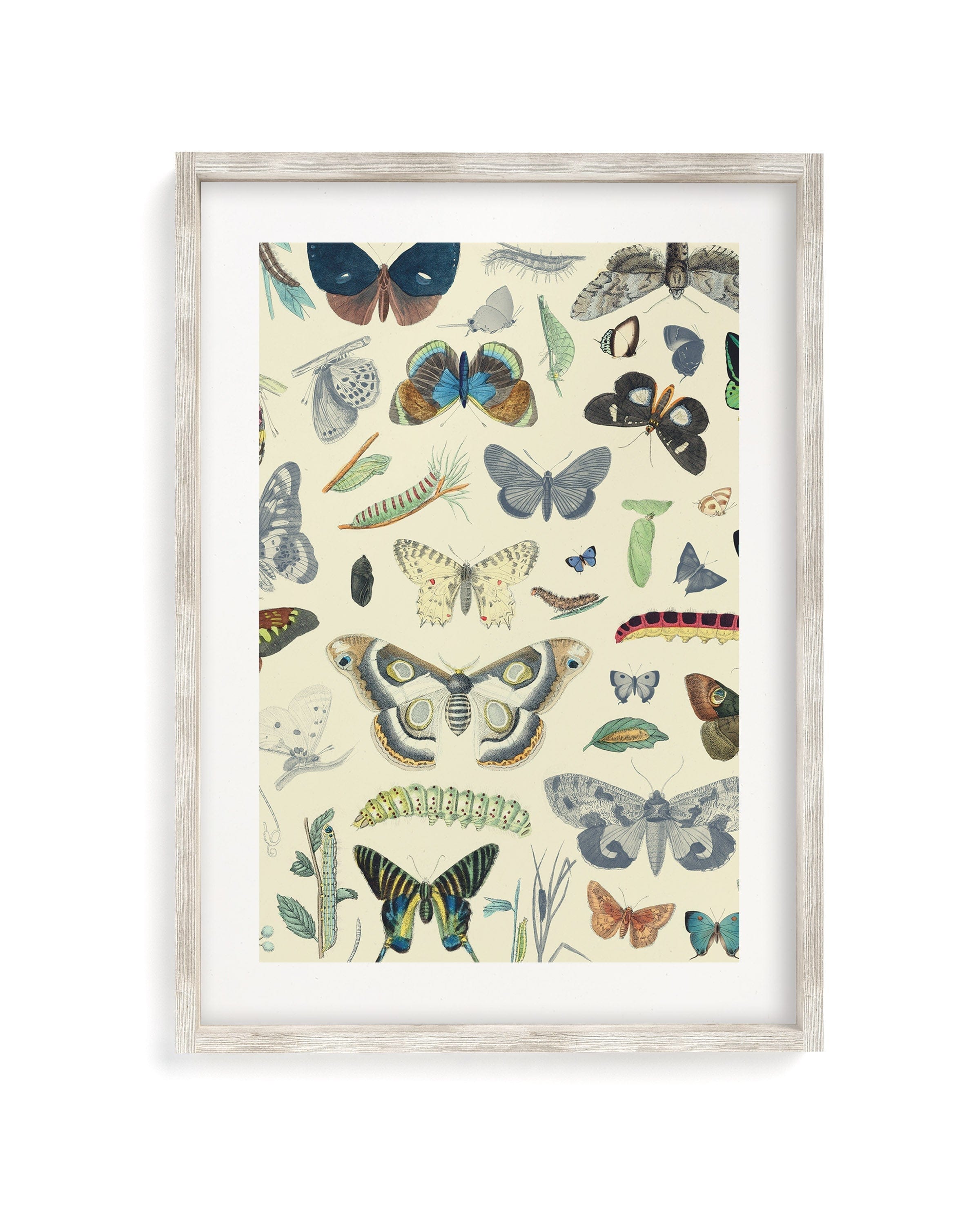 Butterfly Plate 1 Museum Print Cognitive Surplus