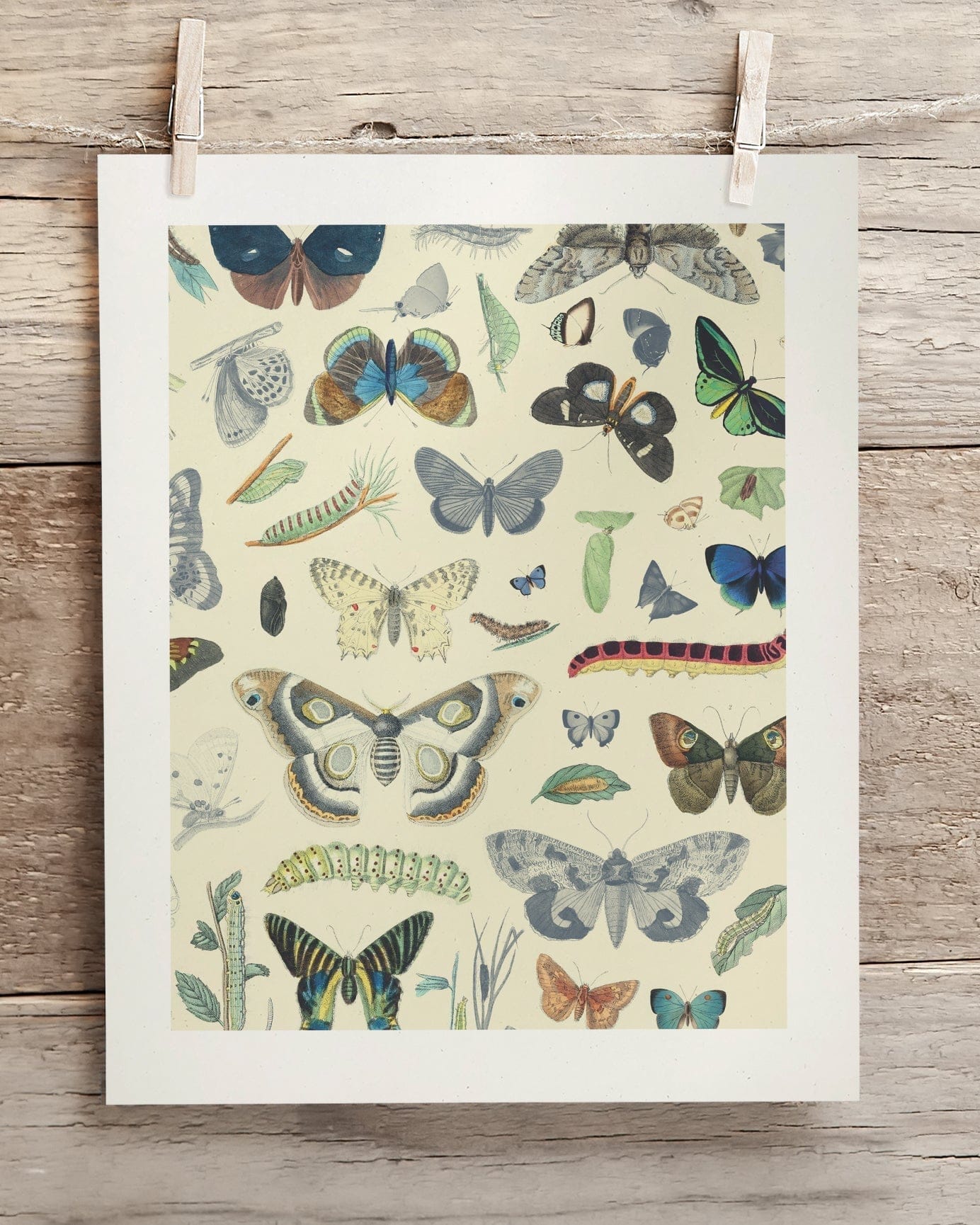 Butterfly Plate 1 Museum Print Cognitive Surplus