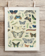 Butterfly Plate 1 Museum Print Cognitive Surplus