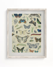 Butterfly Plate 1 Museum Print Cognitive Surplus