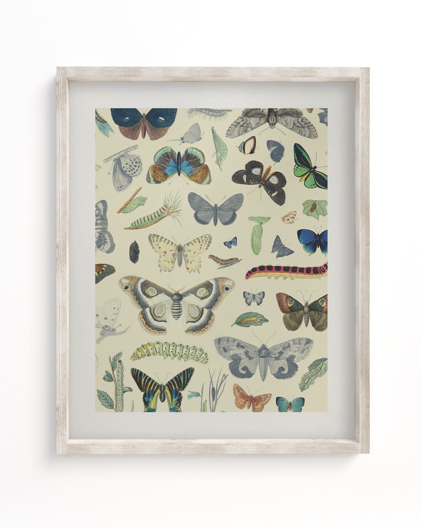 Butterfly Plate 1 Museum Print Cognitive Surplus