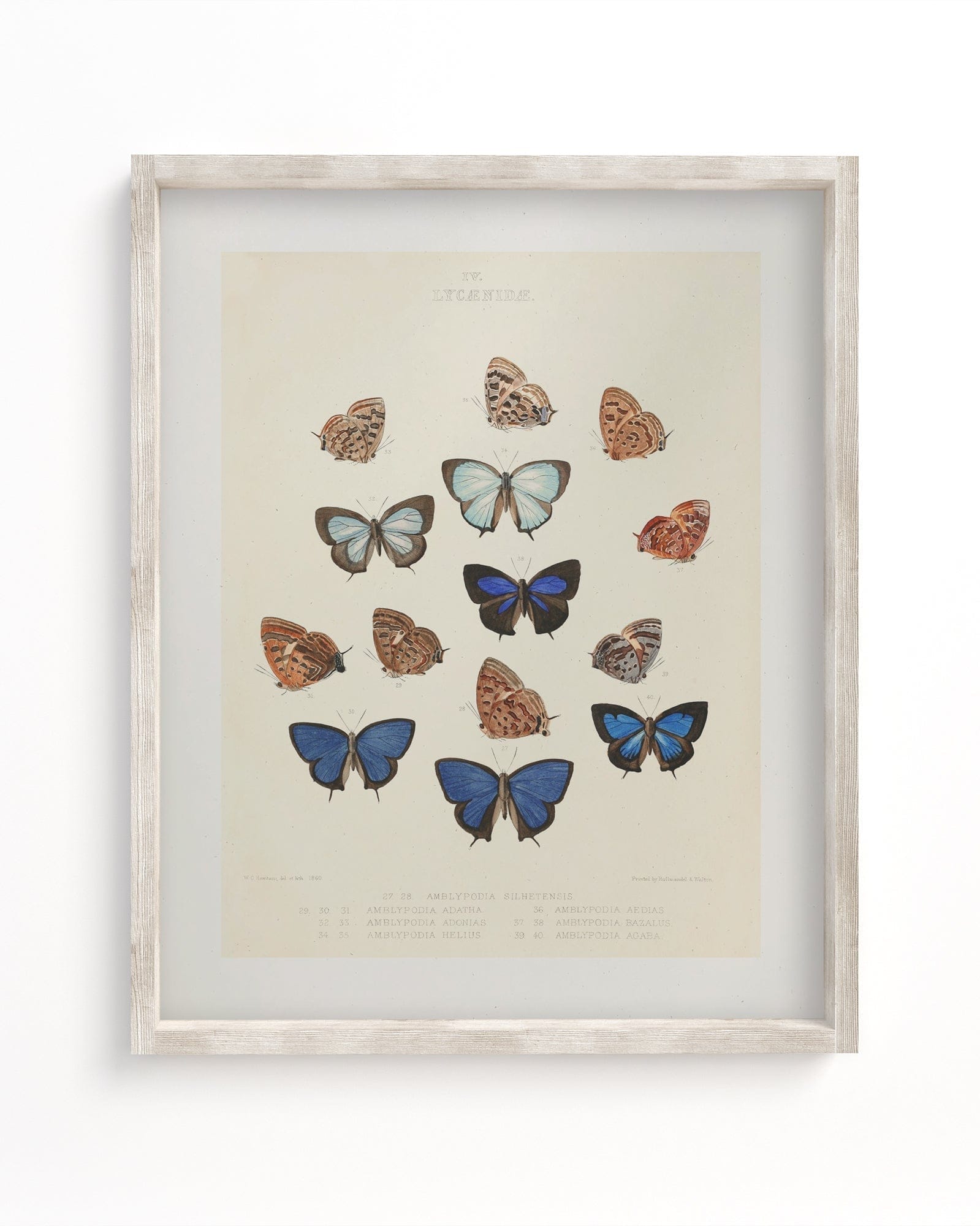 Butterfly Plate 2 Museum Print Cognitive Surplus