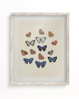 Butterfly 2 Scientific Illustration Museum Print