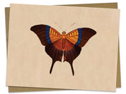 Butterfly Specimen A Illustration Greeting Card Cognitive Surplus