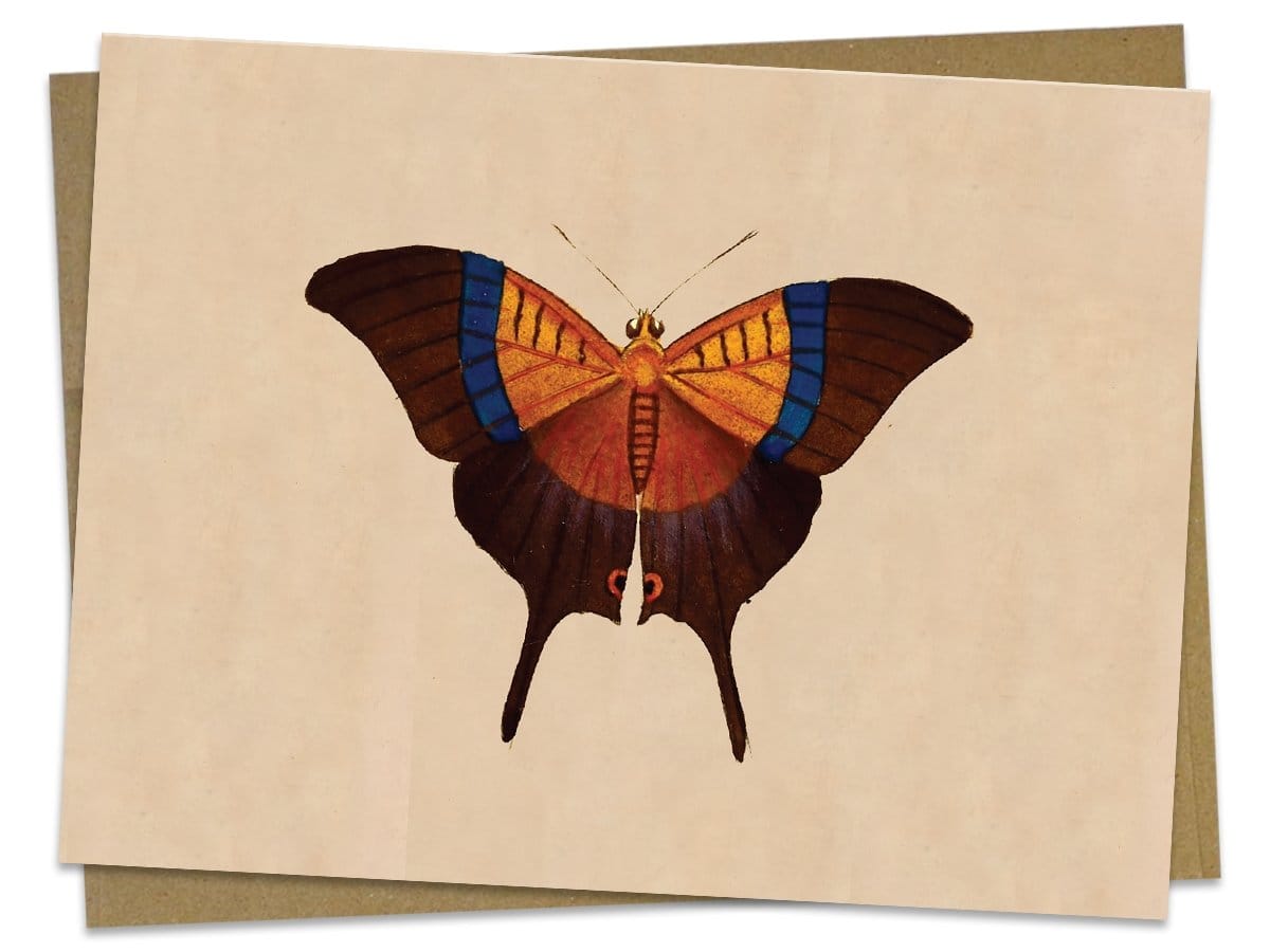 Butterfly Specimen A Illustration Greeting Card Cognitive Surplus