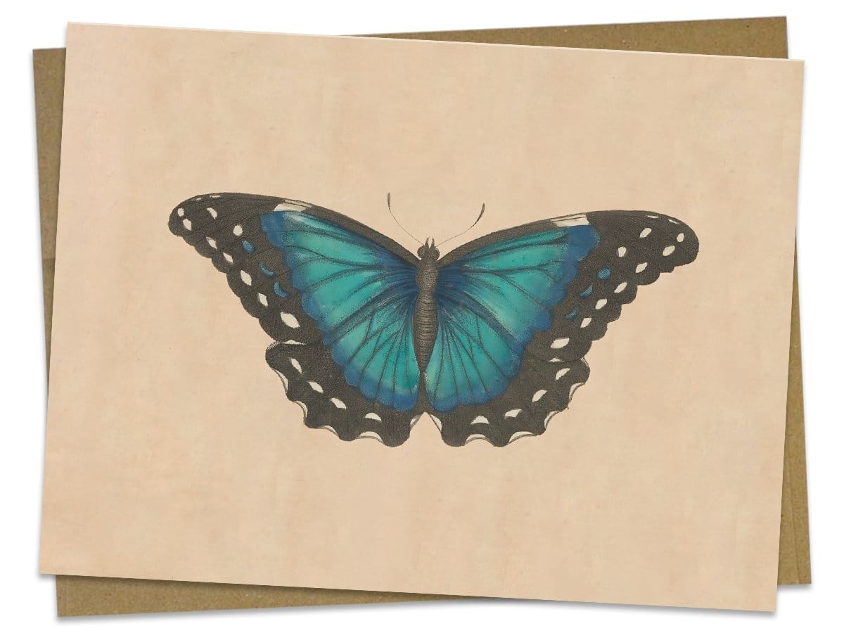 Butterfly Specimen C Illustration Greeting Card Cognitive Surplus