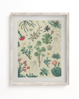 Cactus Scientific Illustration Museum Print
