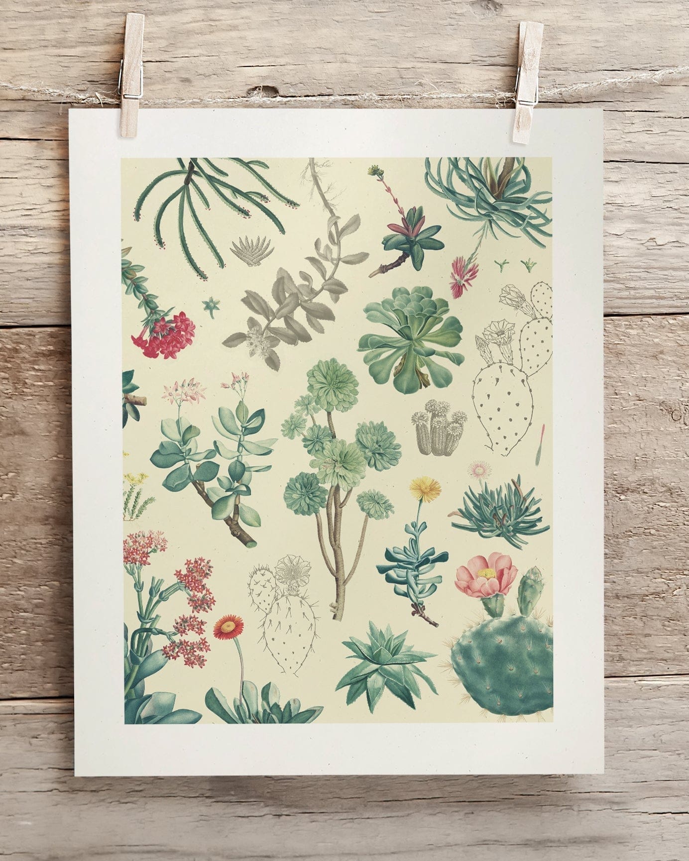 vintage succulent poster Cactus Museum Print