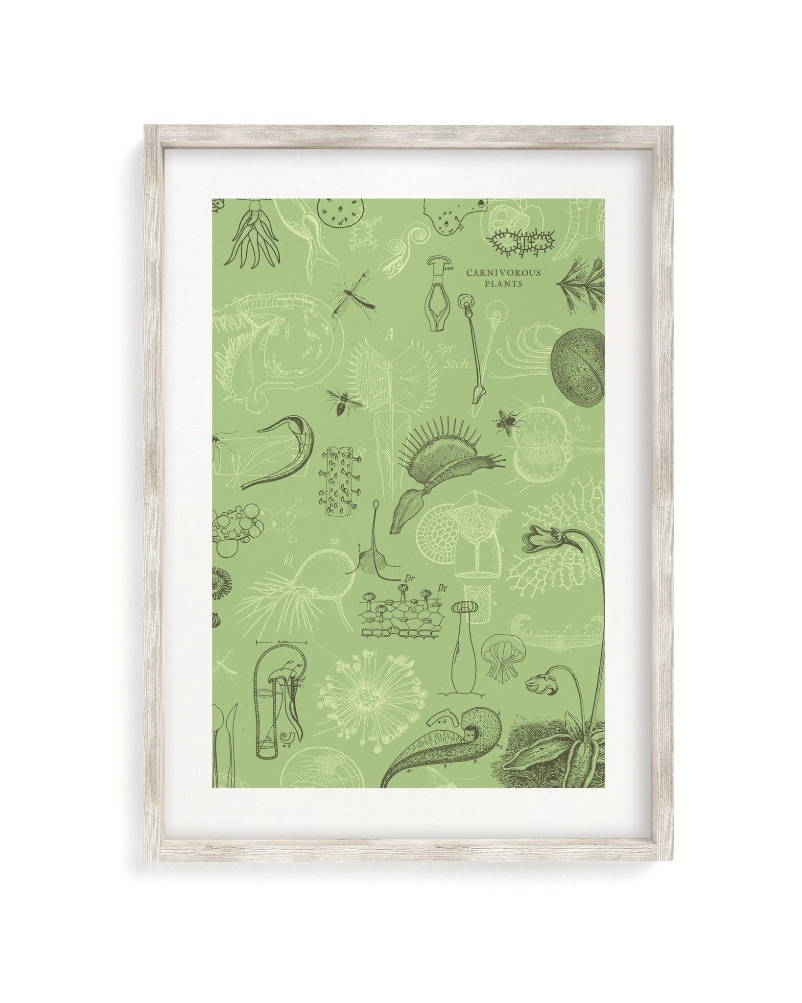 Carnivorous Plants Museum Print Cognitive Surplus