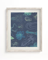 Cephalopods Scientific Illustration Museum Print