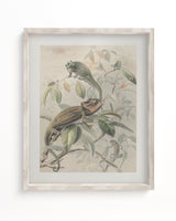Chameleon Scientific Illustration Museum Print