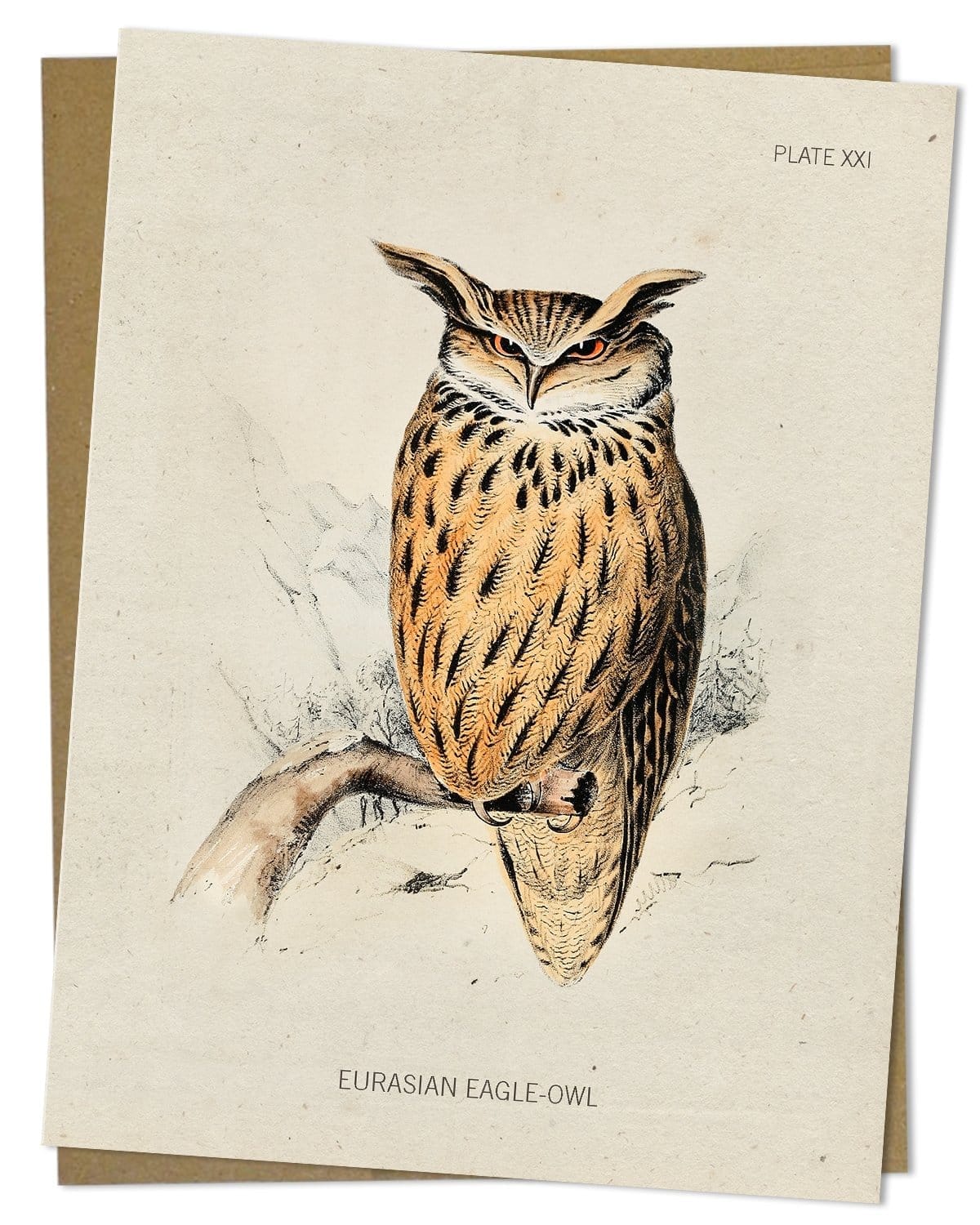 Eagle-Owl Bird Specimen Card Cognitive Surplus