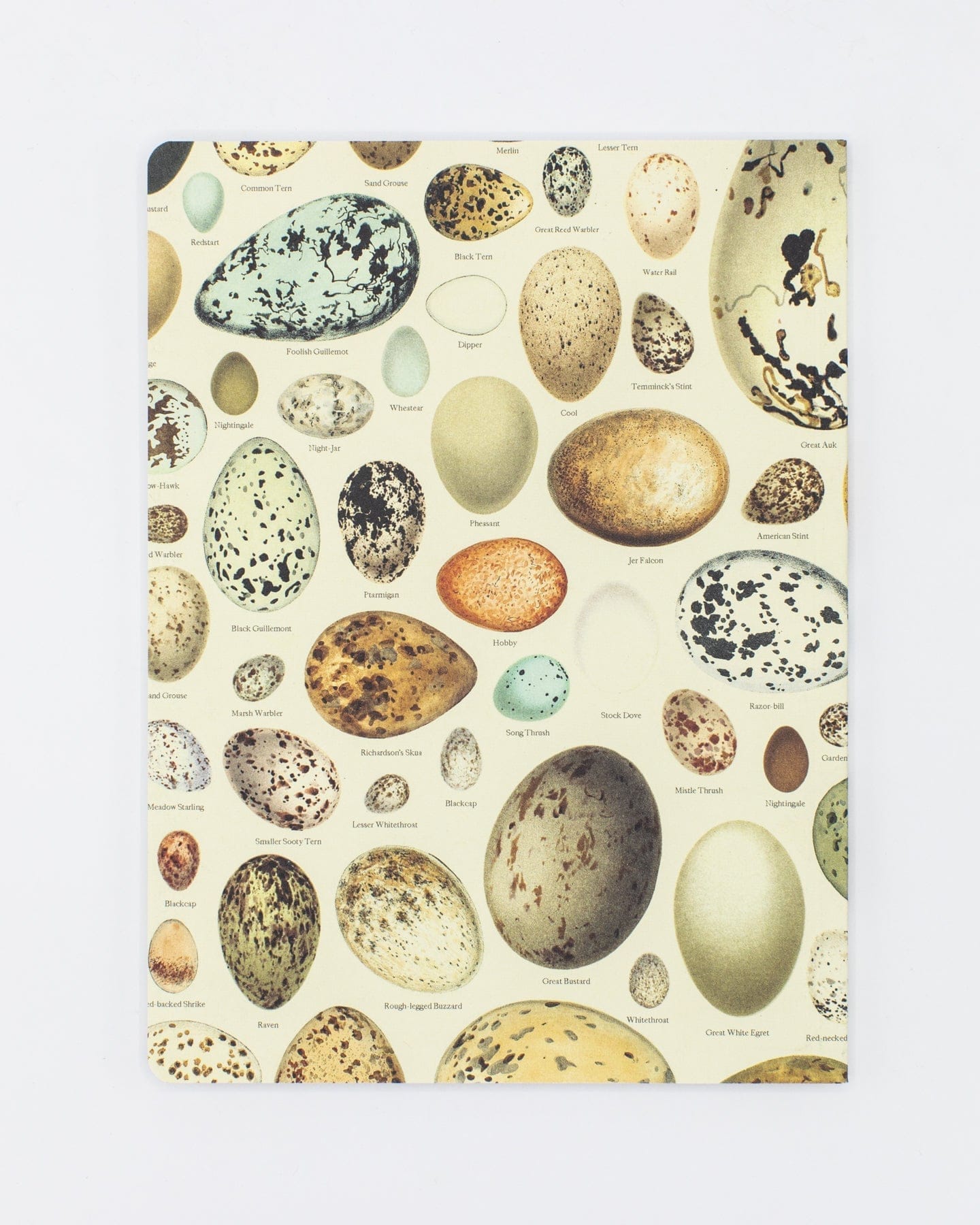 Eggs Softcover - Lined Cognitive Surplus