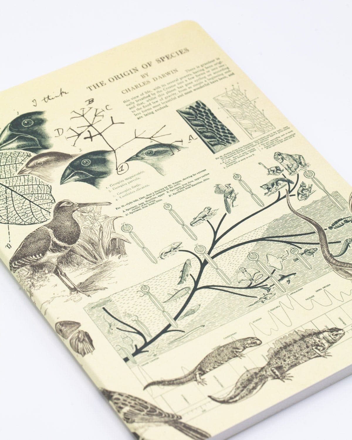 Evolution Softcover Notebook | Charles Darwin – Cognitive Surplus