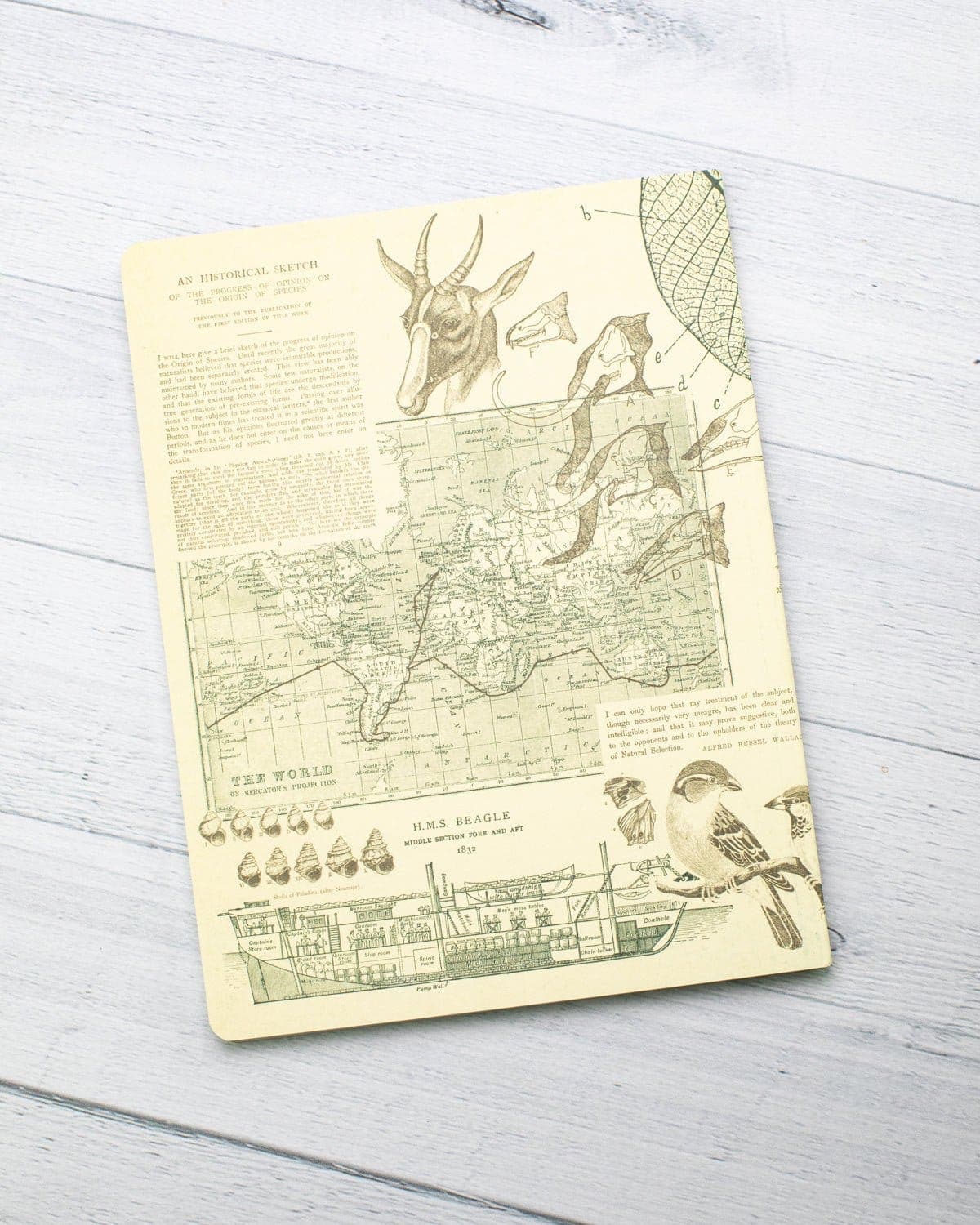 Evolution Softcover Notebook | Charles Darwin – Cognitive Surplus