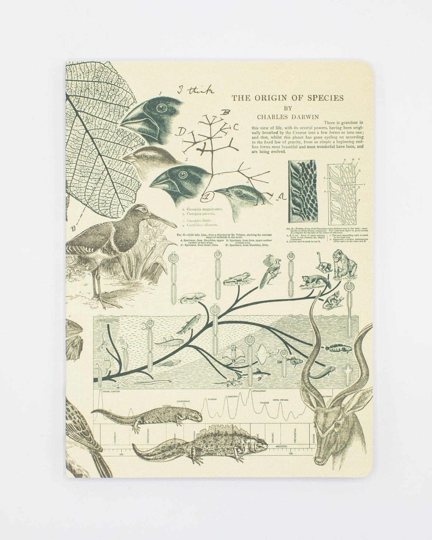 Evolution Softcover Notebook | Charles Darwin – Cognitive Surplus