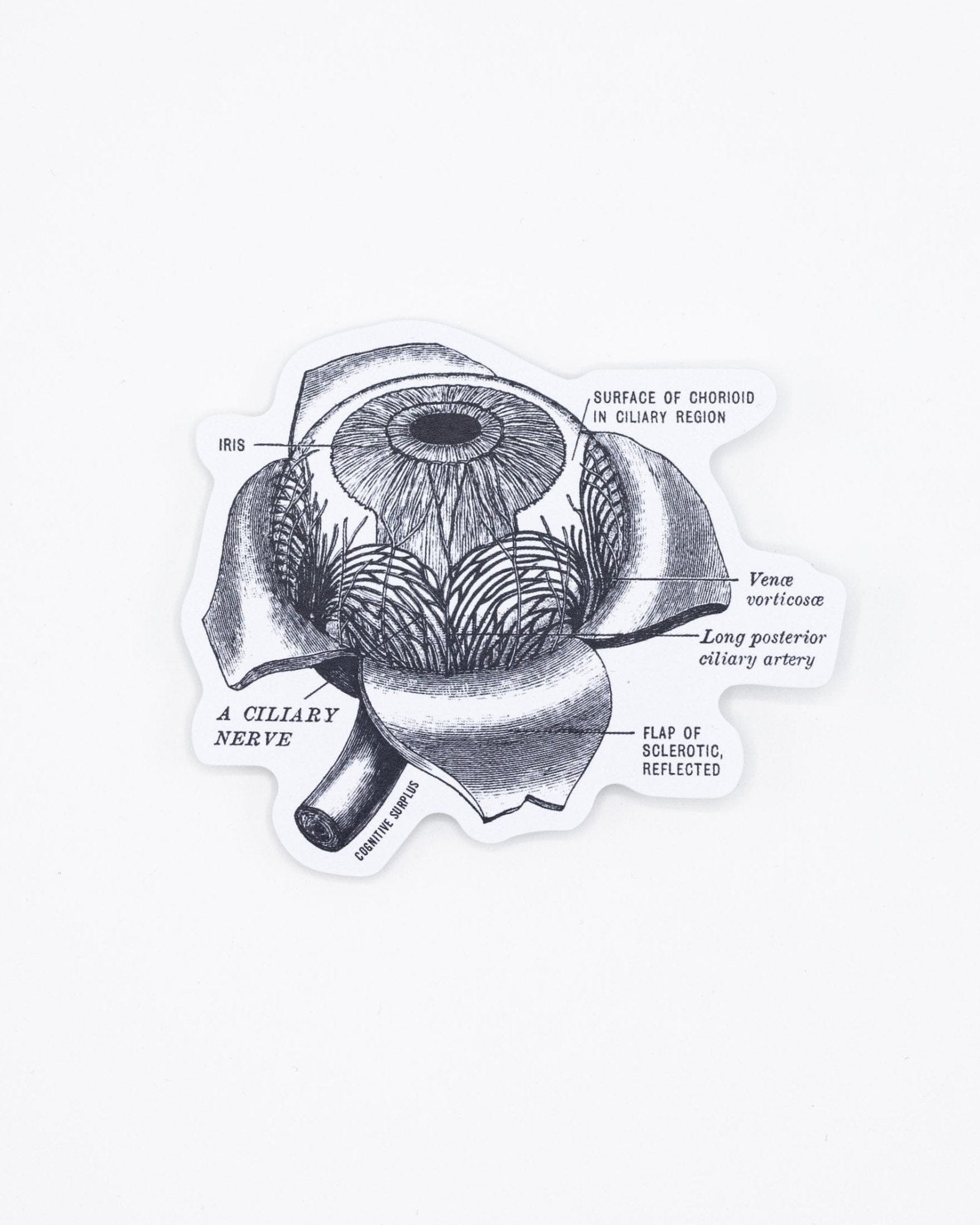 Eye Anatomy Sticker Cognitive Surplus