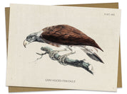 Fish Eagle Bird Specimen Card Cognitive Surplus