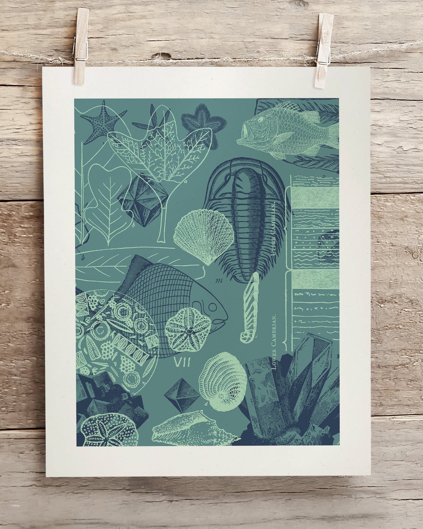 Fossils Museum Print Cognitive Surplus