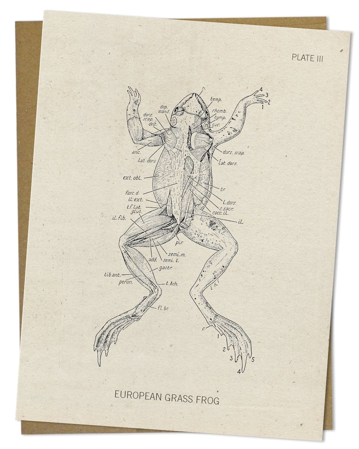 Frog Dissection Drawing