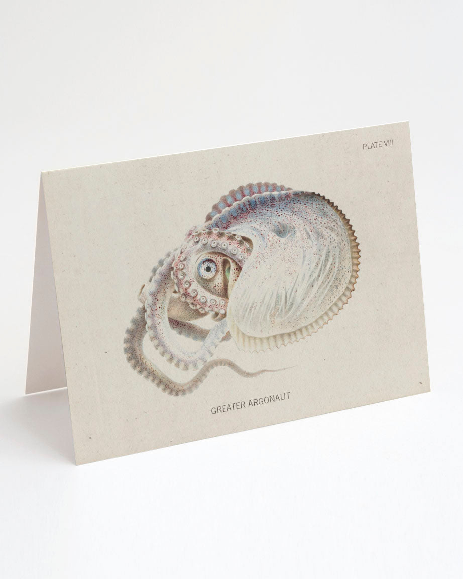 An image of an Octopus: Argonaut Greeting Card by Cognitive Surplus.