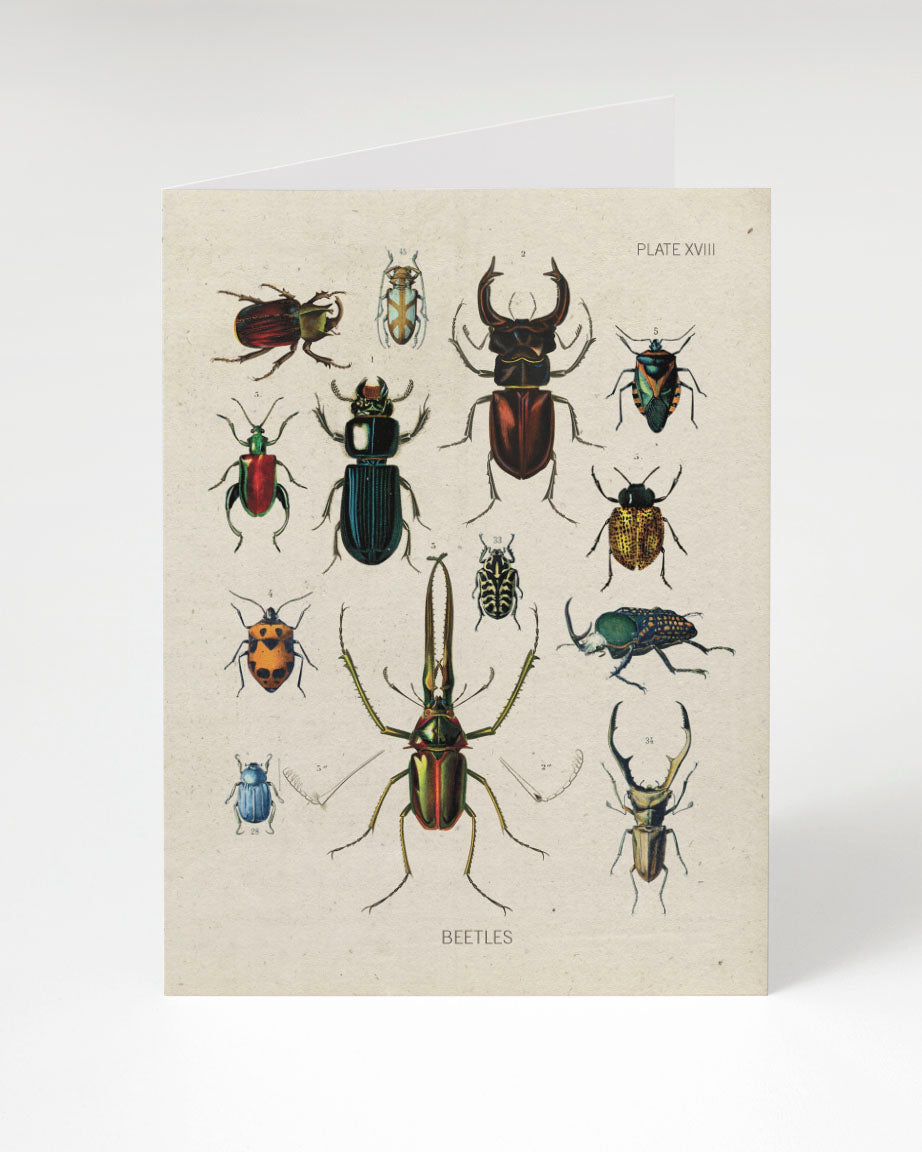 Cognitive Surplus Beetle Specimens Card.