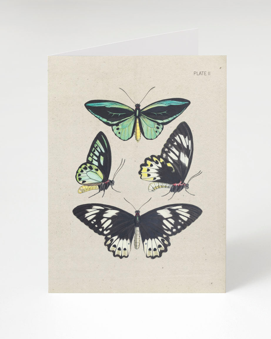 A Cognitive Surplus Butterfly Collection Card.