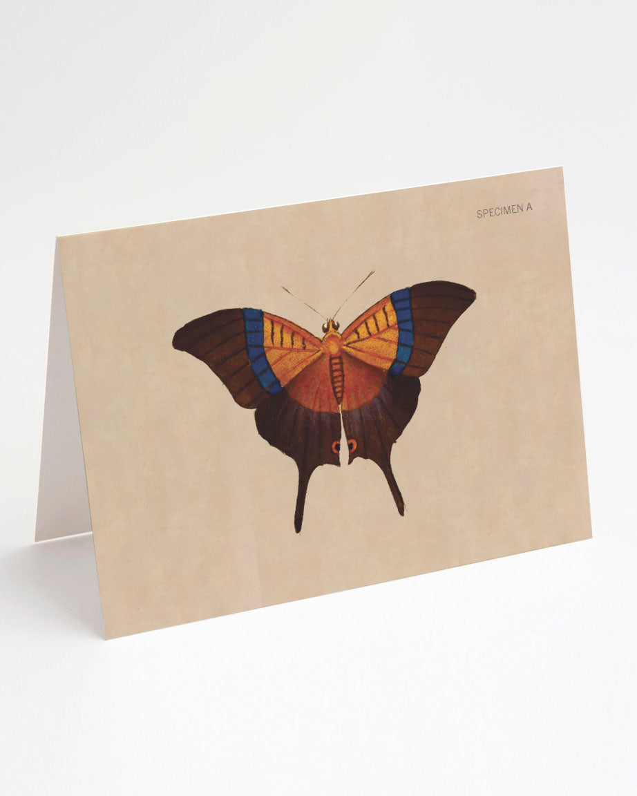 A Butterfly Specimen A Greeting Card with a butterfly on it by Cognitive Surplus.