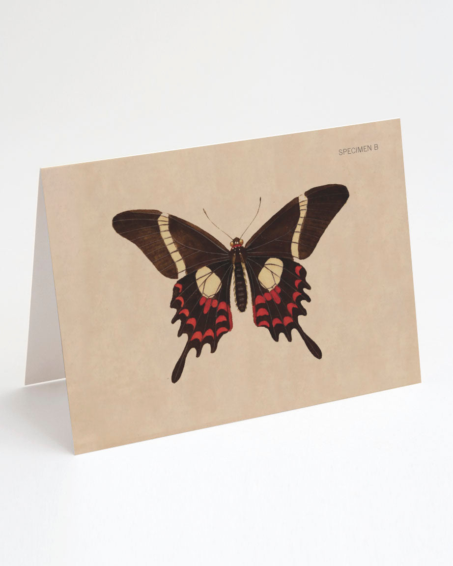 A Butterfly Specimen B Greeting Card with a black and red butterfly on it. (Cognitive Surplus)