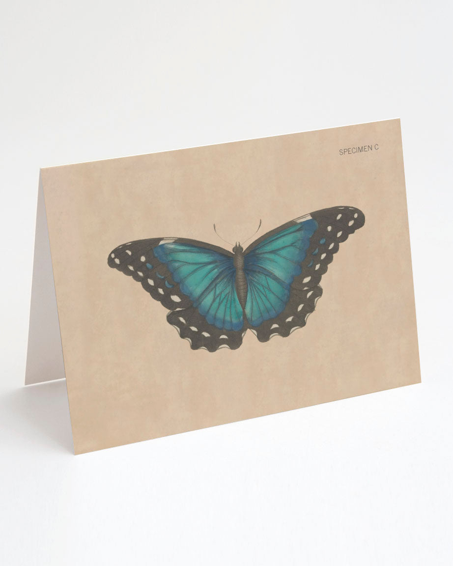 A Butterfly Specimen C Greeting Card by Cognitive Surplus with a blue butterfly on it.