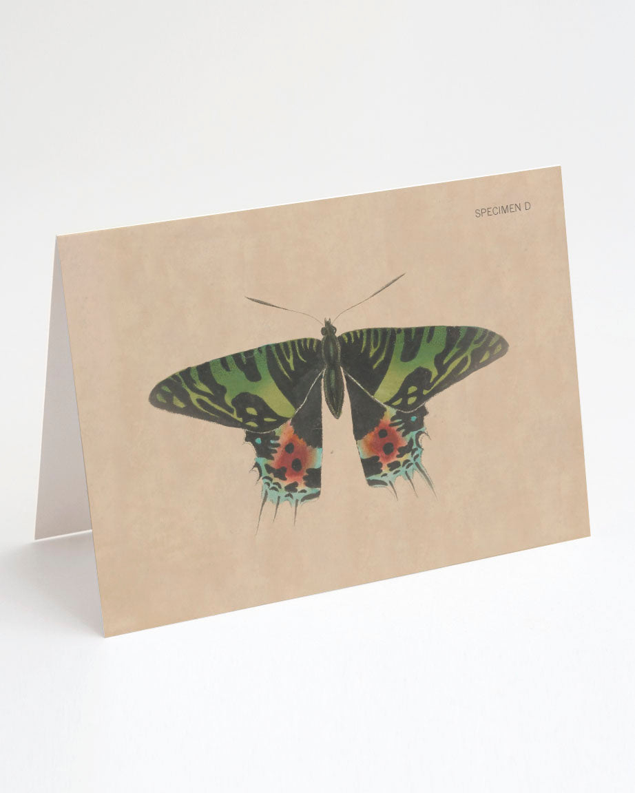 A Moth Specimen D Greeting Card with a butterfly on it by Cognitive Surplus.