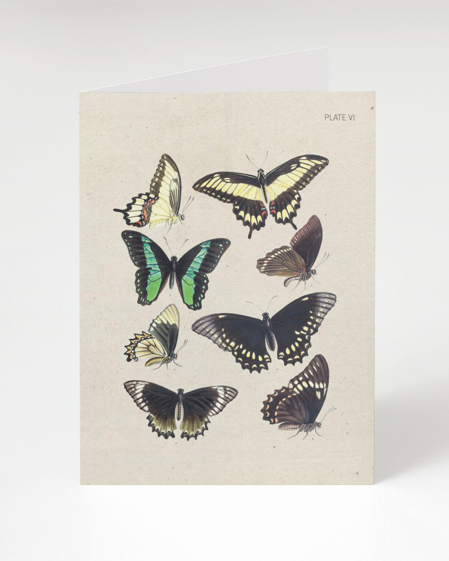 A Cognitive Surplus Butterfly Collection Plate VI Card with butterflies on it.