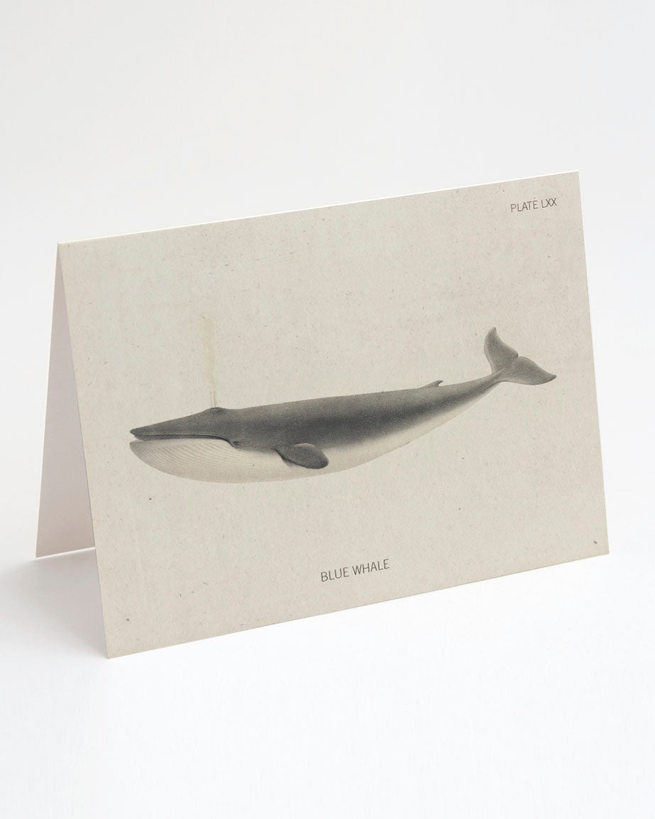 A Blue Whale Card with an image of a whale on it from Cognitive Surplus.