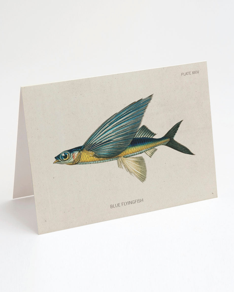 A Flying Fish Specimen Card with an illustration of a fish by Cognitive Surplus.