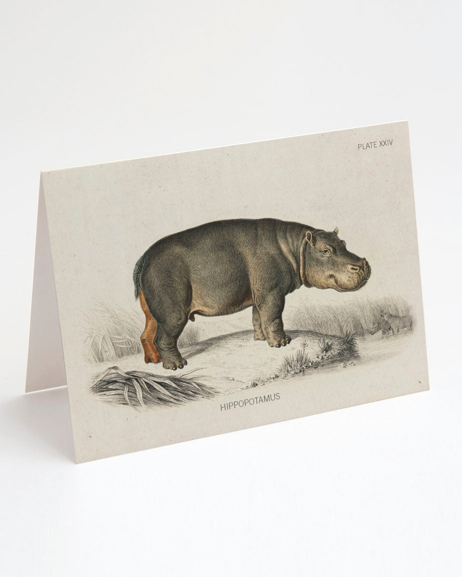 A Cognitive Surplus Hippopotamus Greeting Card with an illustration of a hippopotamus.