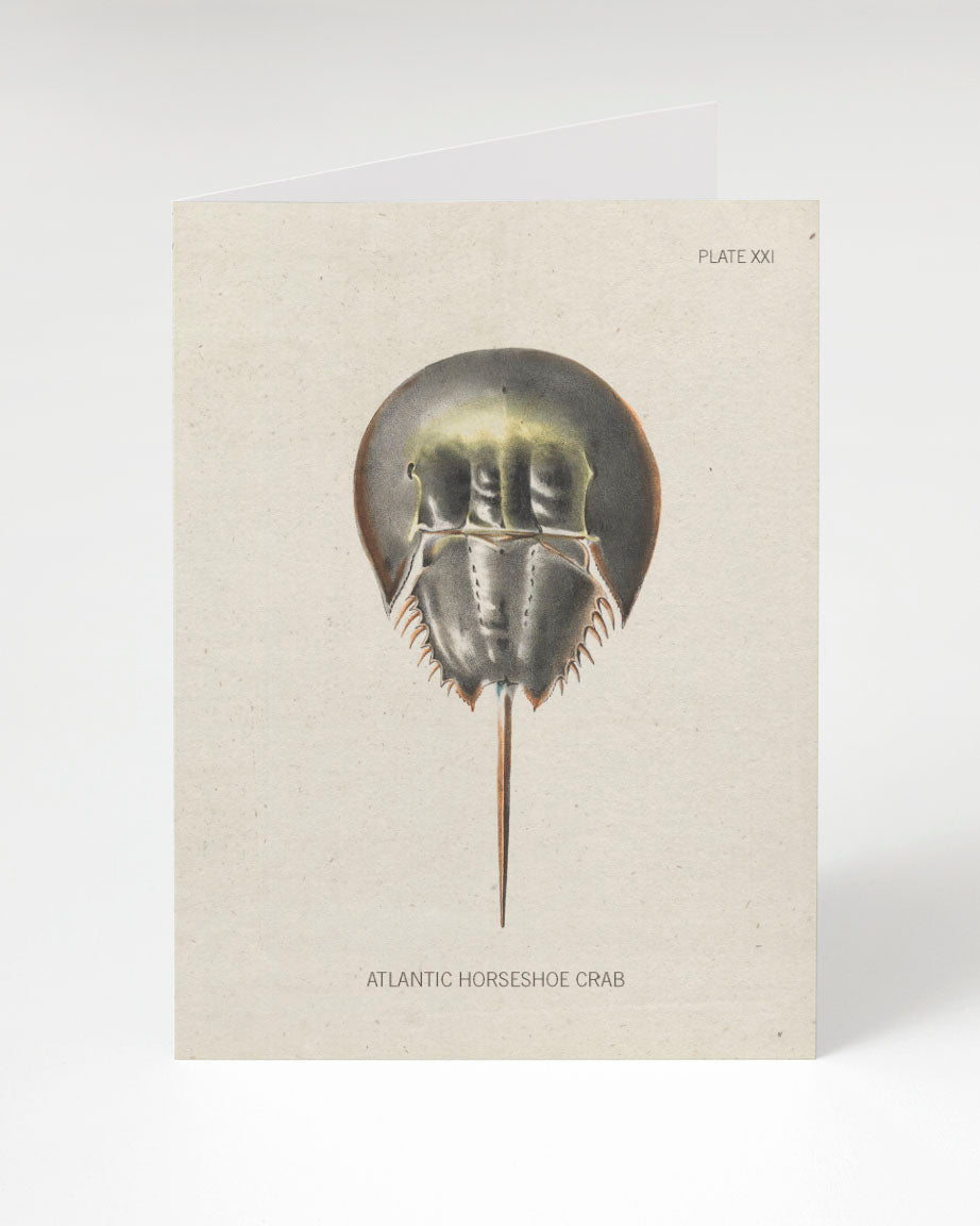 A Horseshoe Crab Greeting Card with an illustration of a jellyfish. Brand: Cognitive Surplus.
