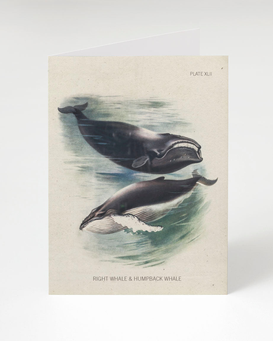 Two Humpback & Right Whale Specimen Cards by Cognitive Surplus swimming in the water.