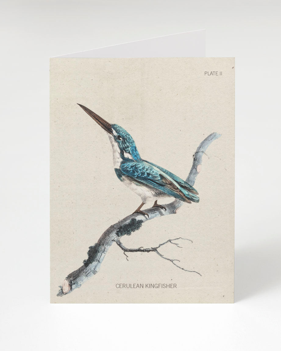 An illustration of a Kingfisher Bird Greeting Card, by Cognitive Surplus, perched on a branch.