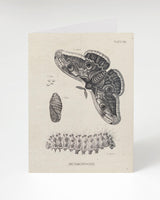 Metamorphosis Moth Greeting Card