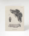 A Metamorphosis Moth Greeting Card from Cognitive Surplus with a moth and a caterpillar on it.