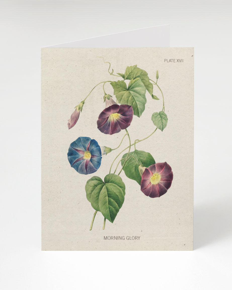 Cognitive Surplus Morning Glory Flower Greeting Card.