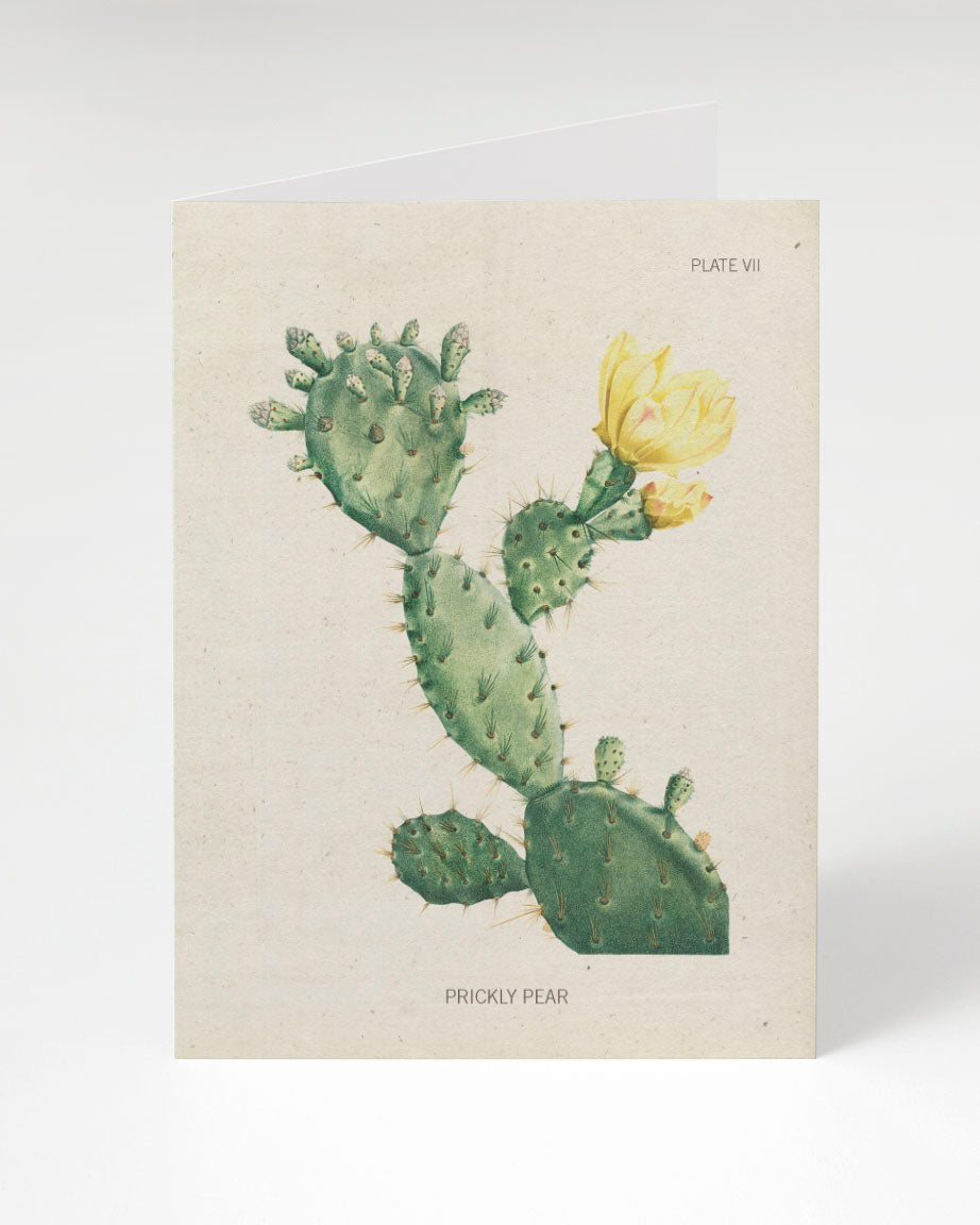 An illustration of a Prickly Pear Cactus Card with a yellow flower by Cognitive Surplus.