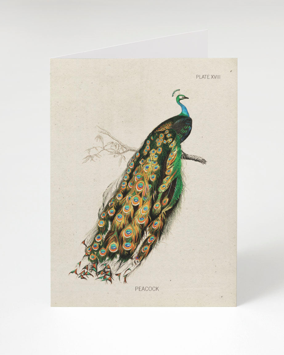 An illustration of a Cognitive Surplus Peacock Greeting Card.
