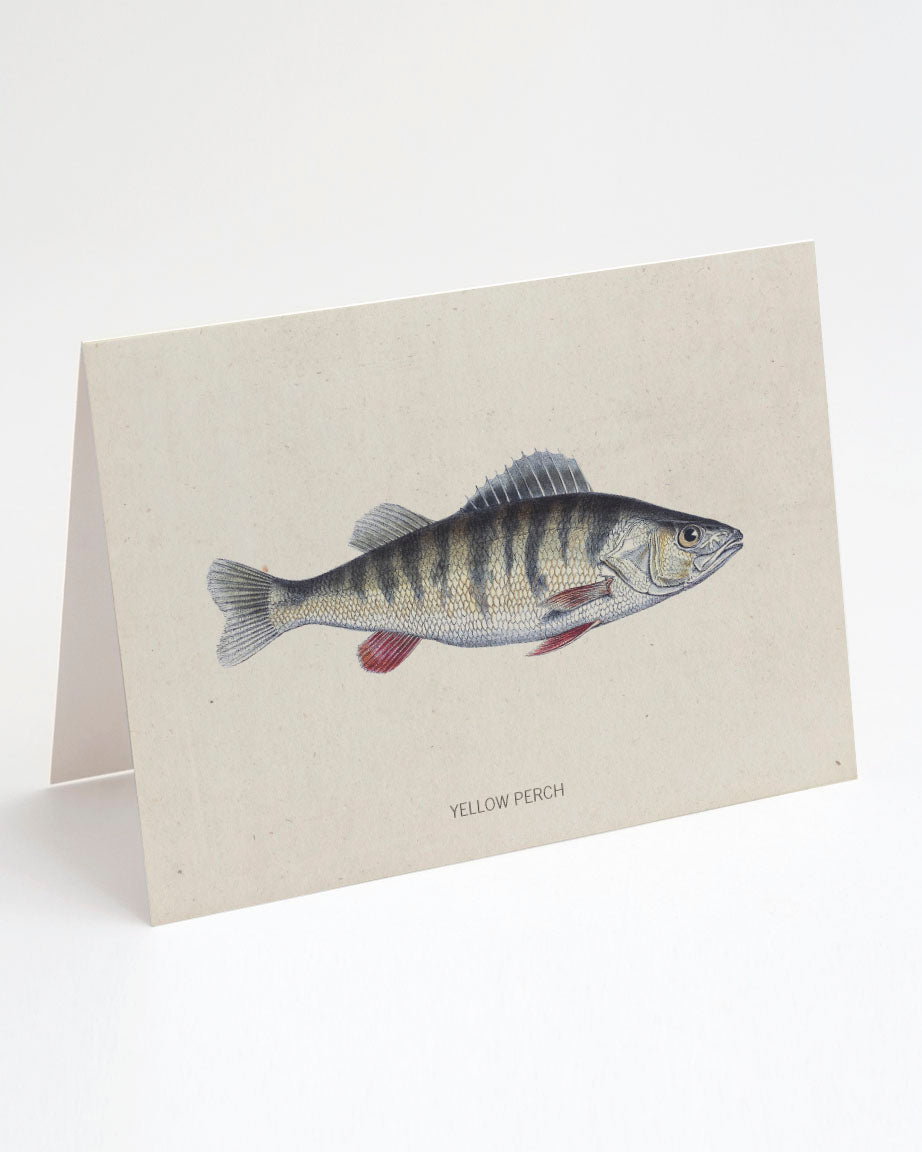 A Perch Fish Greeting Card with an illustration of a fish on it by Cognitive Surplus.