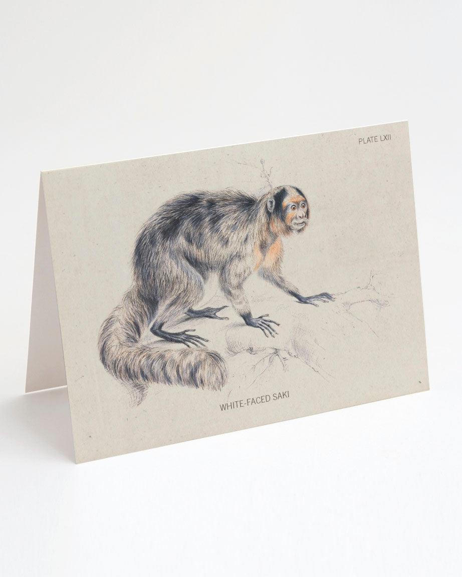 A Saki Monkey Specimen Card with a drawing of a monkey on it from Cognitive Surplus.