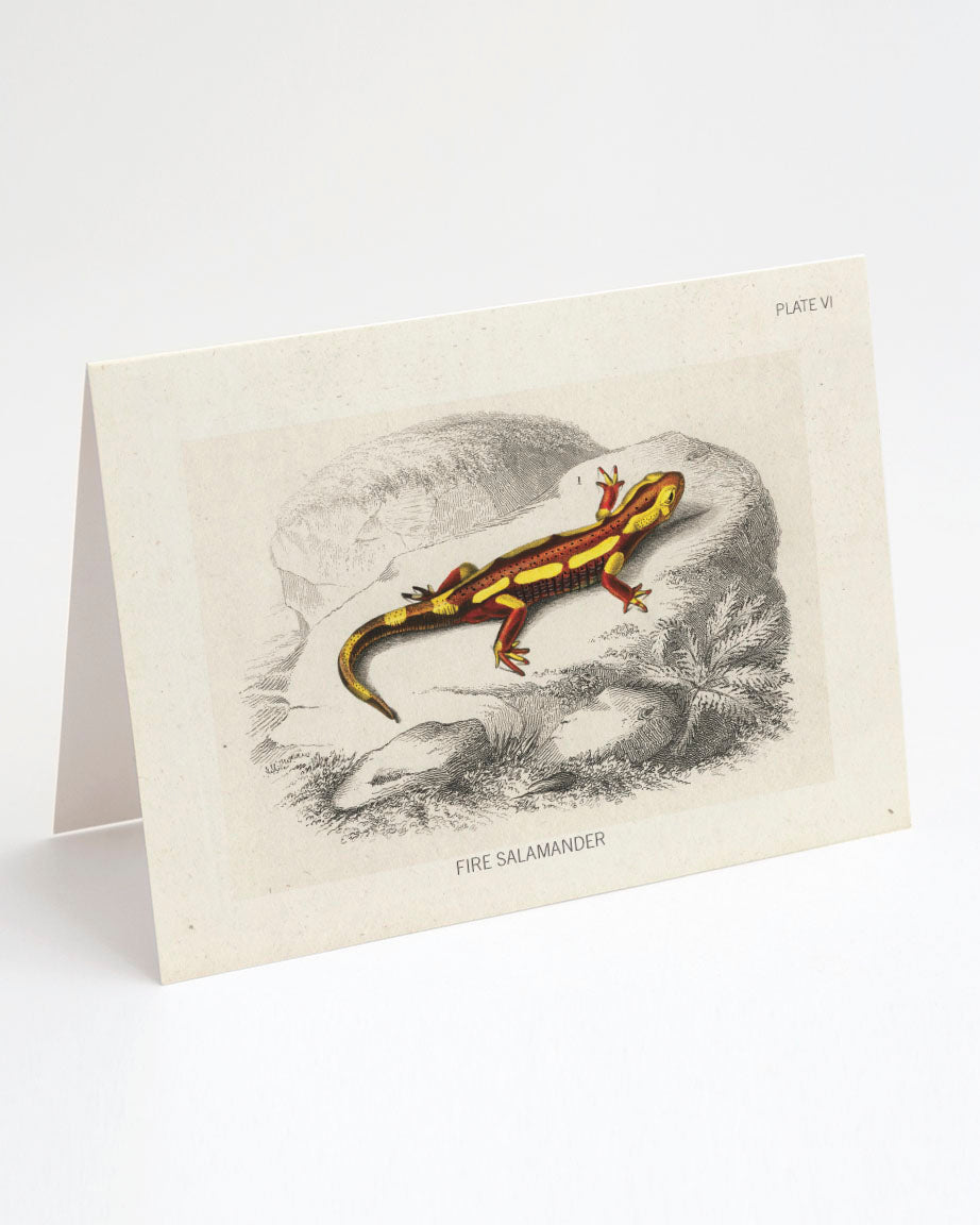 A Cognitive Surplus Fire Salamander Card with an illustration of a gecko.