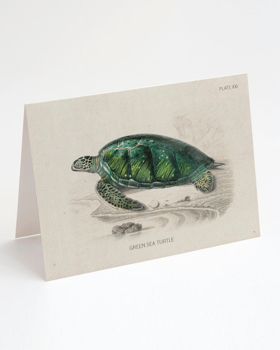 An illustration of a Green Sea Turtle on a Cognitive Surplus greeting card.